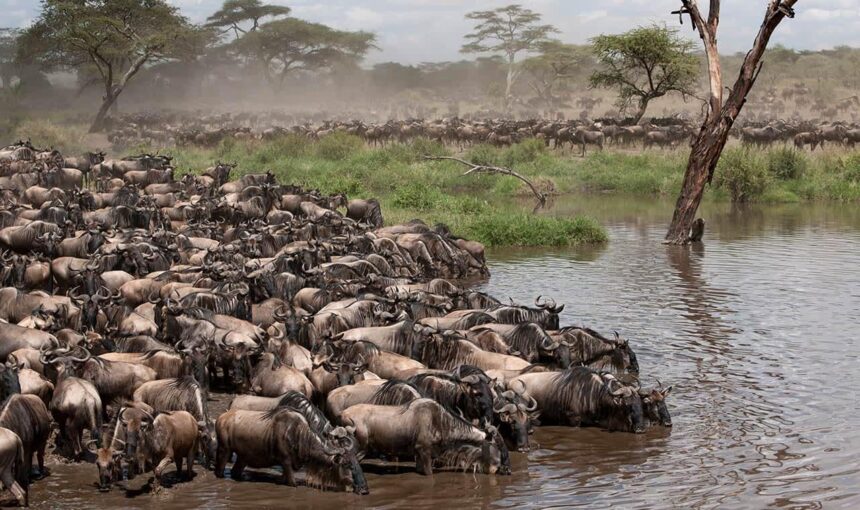 Serengeti Great Migration Calendar (2026): Month-by-Month Guide