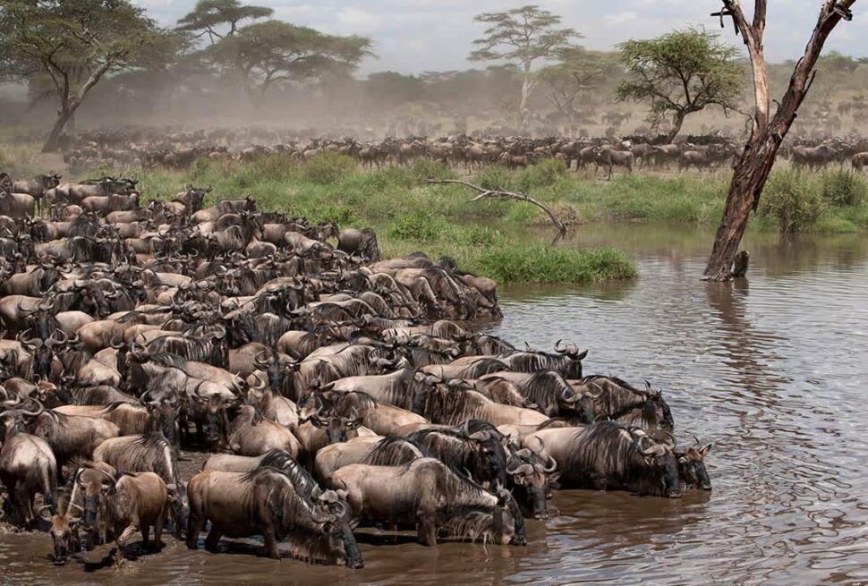 Serengeti Migration mara river 2026