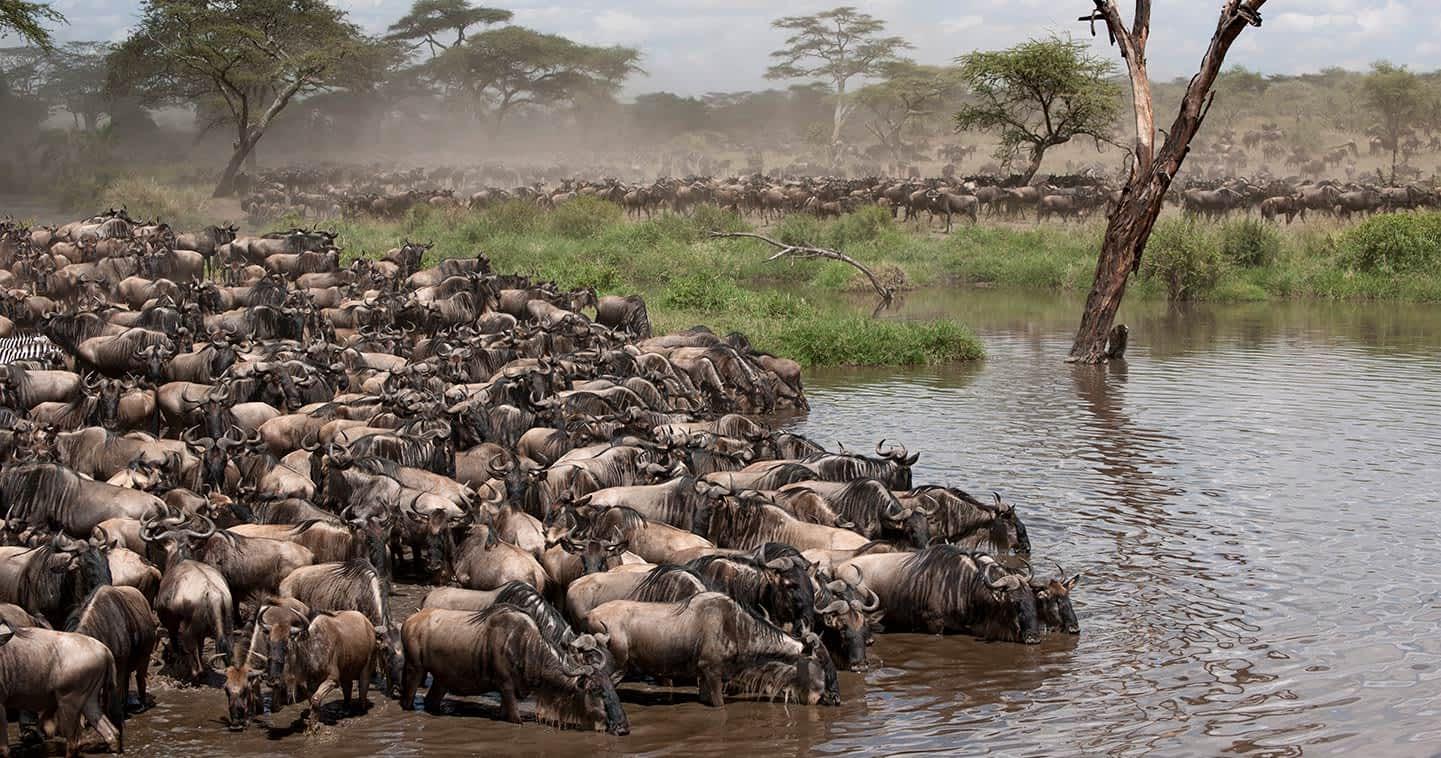 Serengeti Migration mara river 2026