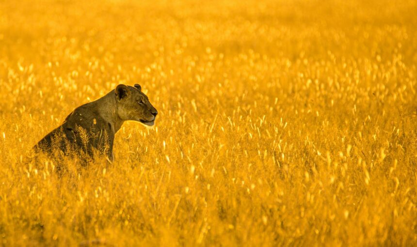 Botswana Safari FAQs: 50 Questions Answered by Local Experts