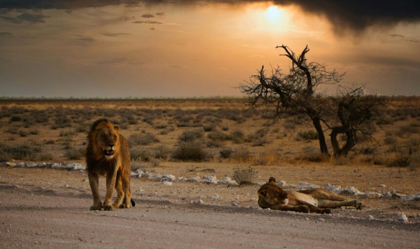 Namibia FAQs: 50 Questions Answered by Local Experts