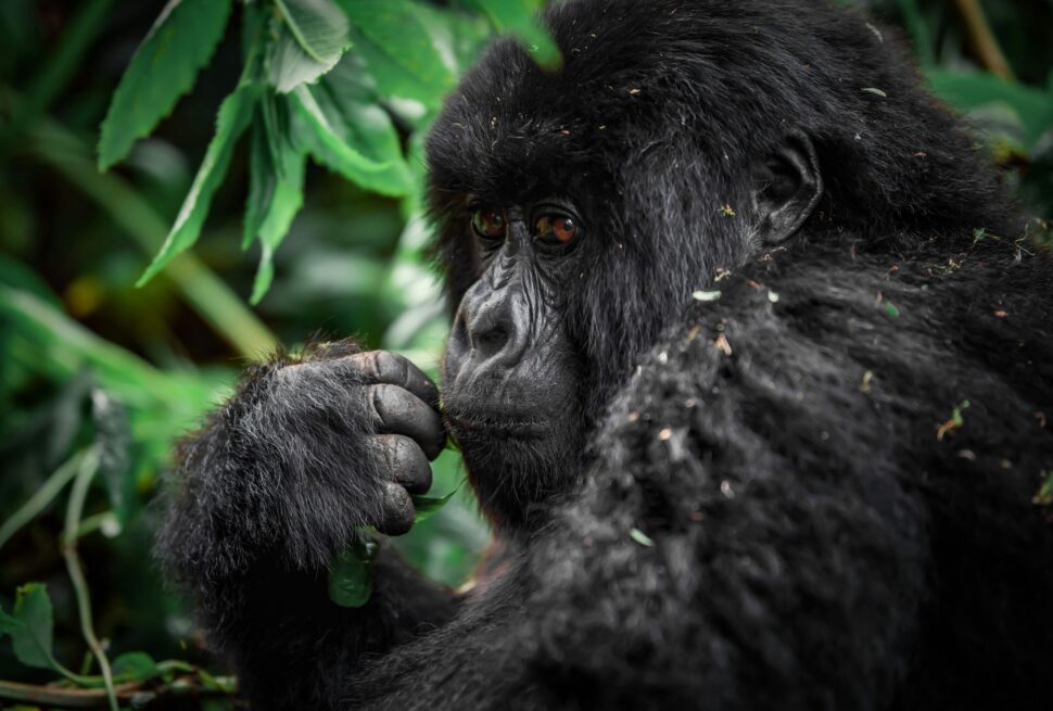 Gorilla Trekking FAQs
