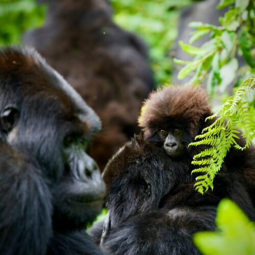 Gorillas in lush green environment.