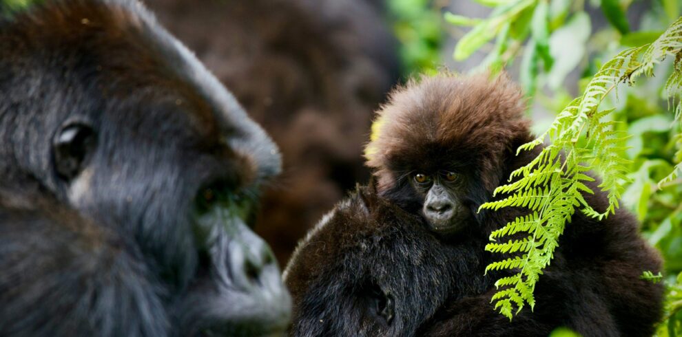 Gorillas in lush green environment.