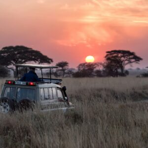 Nature Bound Africa Private Game Drive Tanzania: The Ultimate Personalized Safari Experience