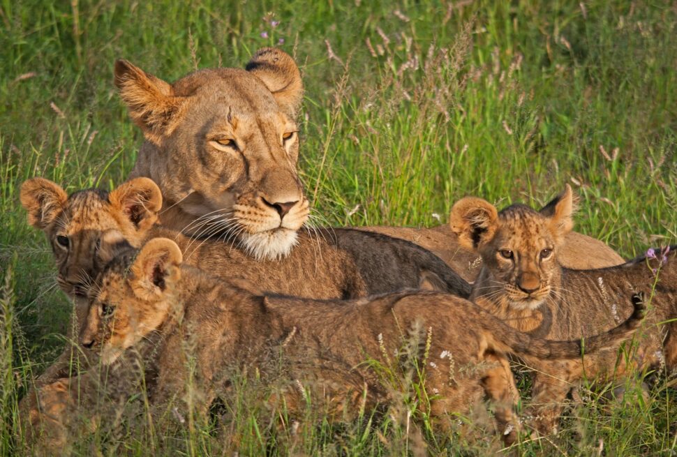 Kenya Safari FAQs