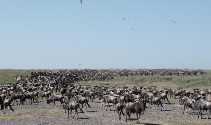 The Great Migration in Kenya (Masai Mara): Month-by-Month Guide