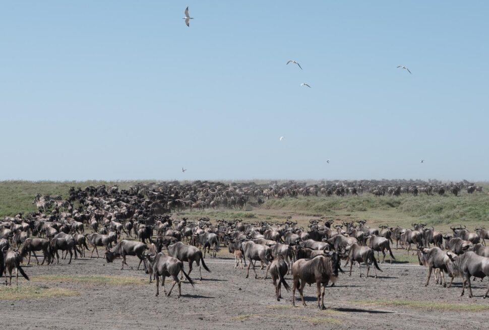 The Great Migration in Kenya (Masai Mara