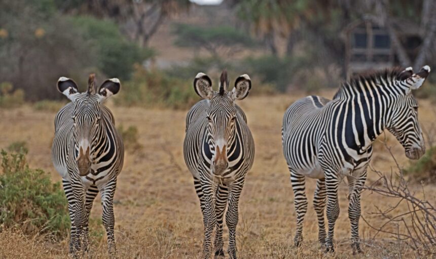 Tanzania Safari FAQs: 50 Questions Answered by Local Experts