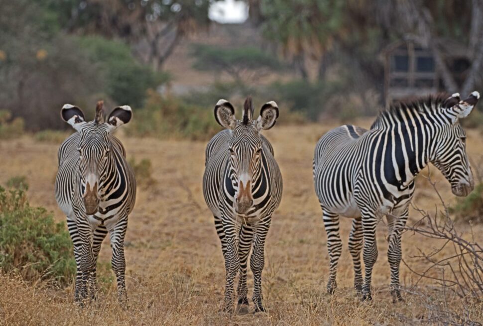 Tanzania Safari FAQs