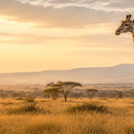 Giraffe standing in the East African savannah at sunrise